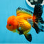 A Grade Tricolor Oranda Female 4.5 inches #0830OR_08