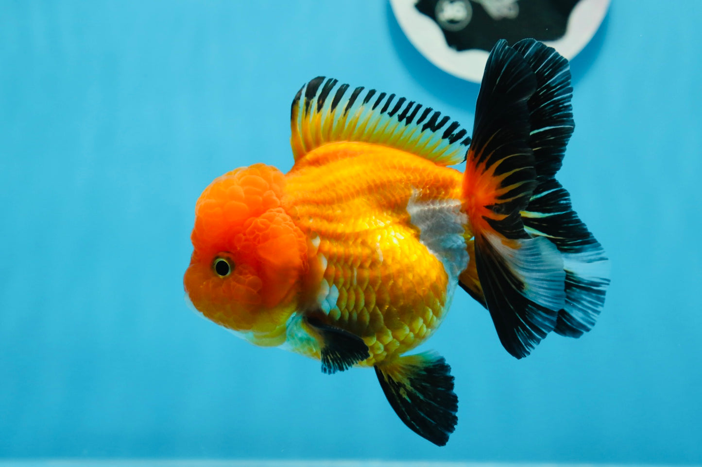 A Grade Tricolor Oranda Female 4.5 inches #0830OR_08