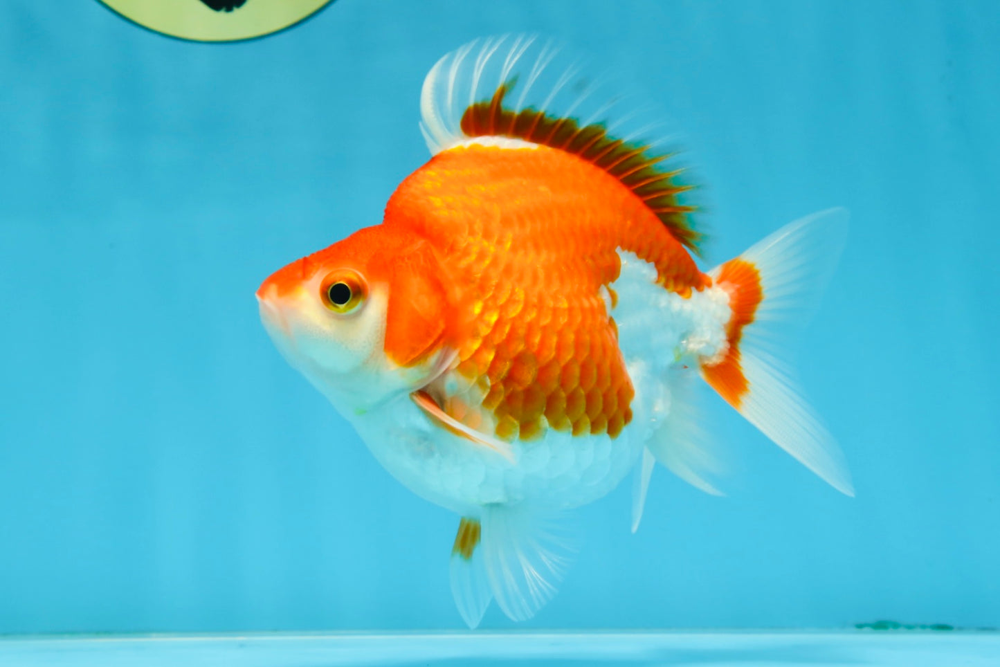 A Grade Red White Ryukin Female 5 inches #071125RK_20