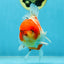 AAA Grade Sakura Oranda Female 5 inches #050925OR_47