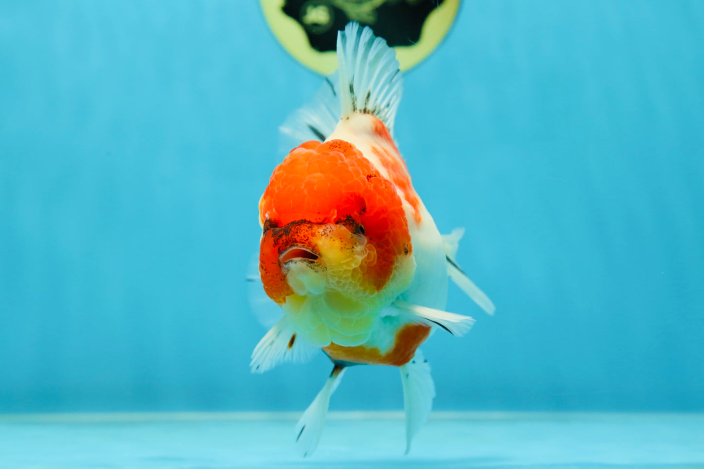 AAA Grade Sakura Oranda Female 5 inches #050925OR_47
