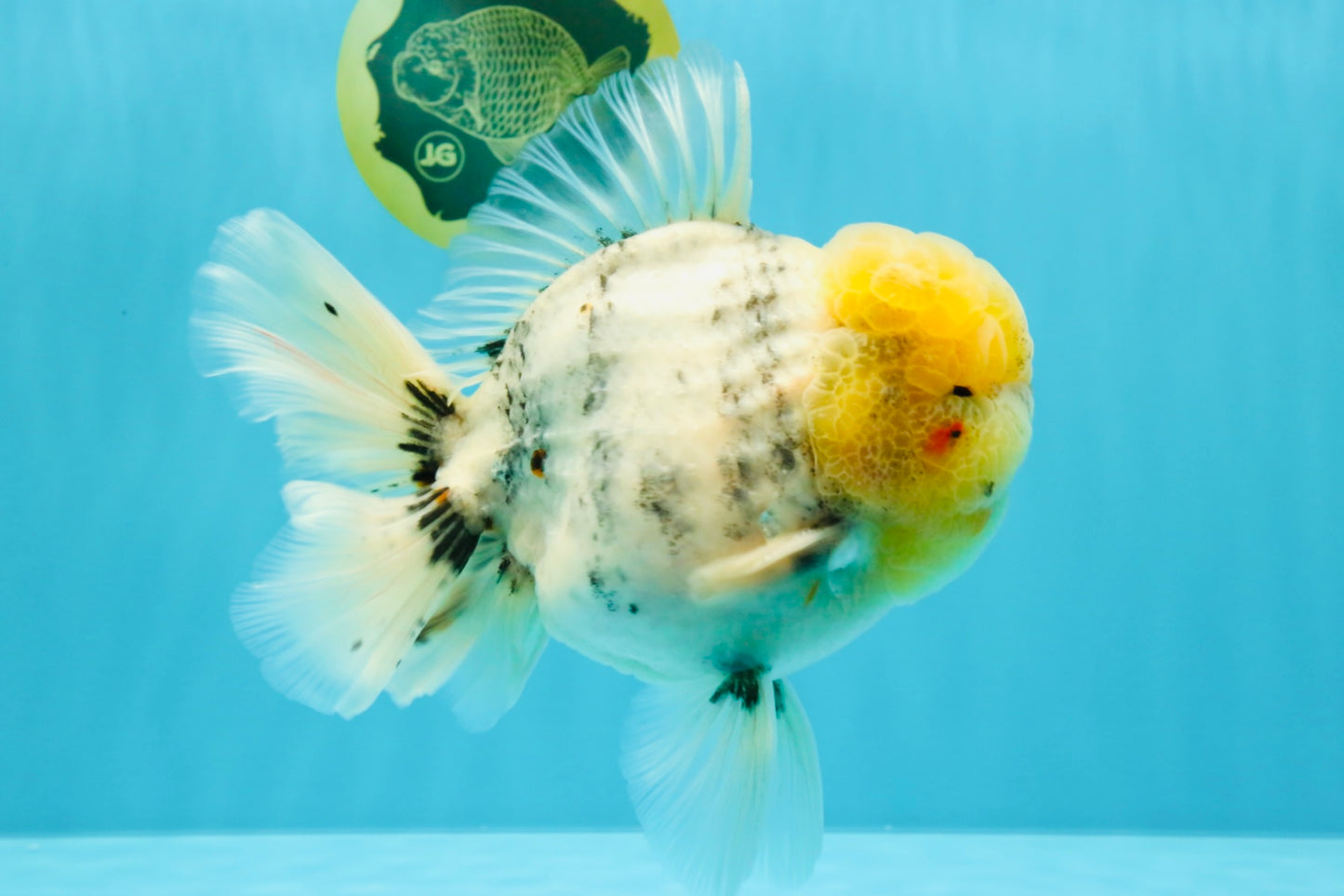 AAA Grade Godzilla White Tiger Oranda Male 6.5 inches #022726OR_10