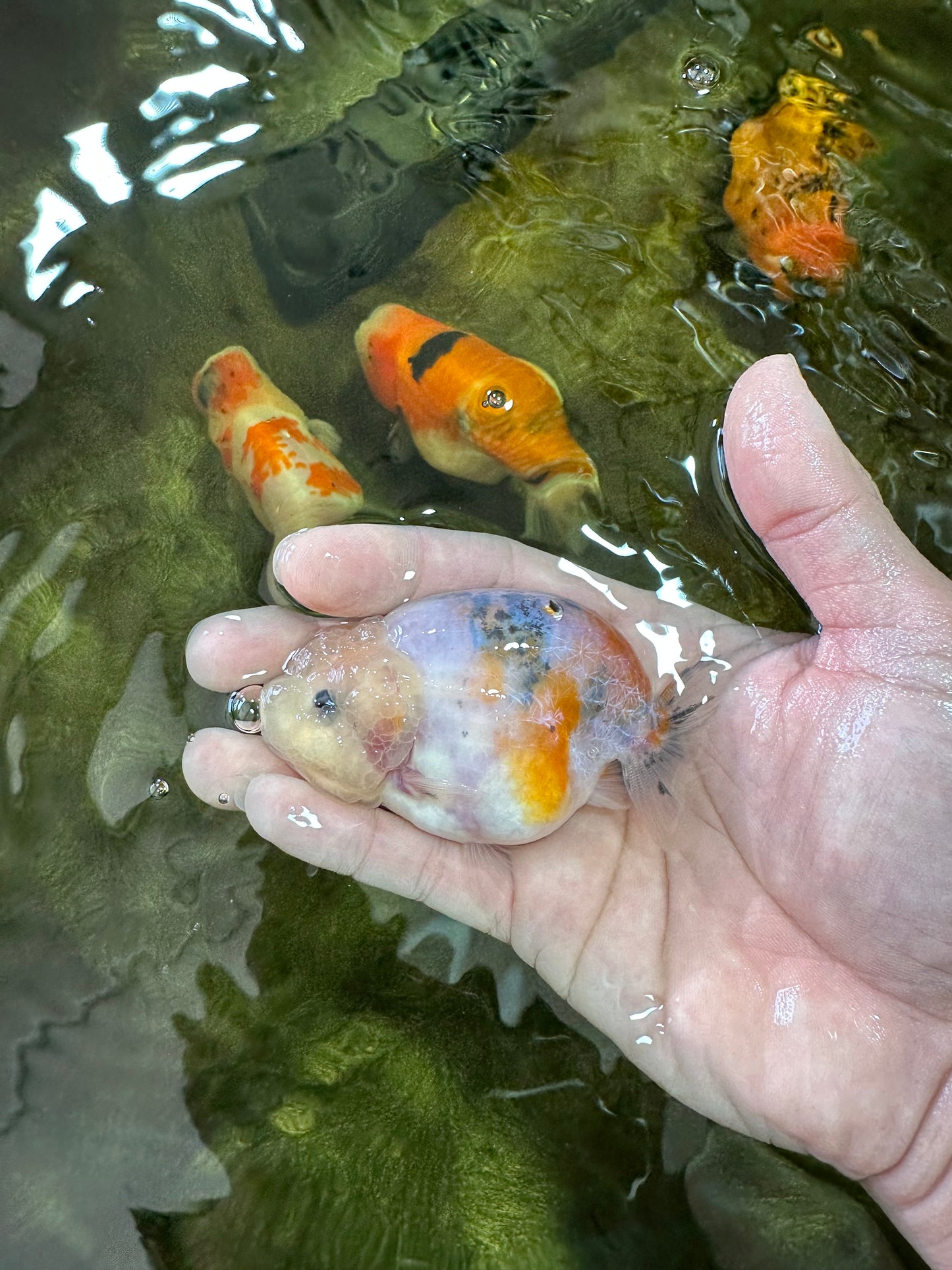 A Grade Calico LionQueen 3.5 inches #051625LC_04