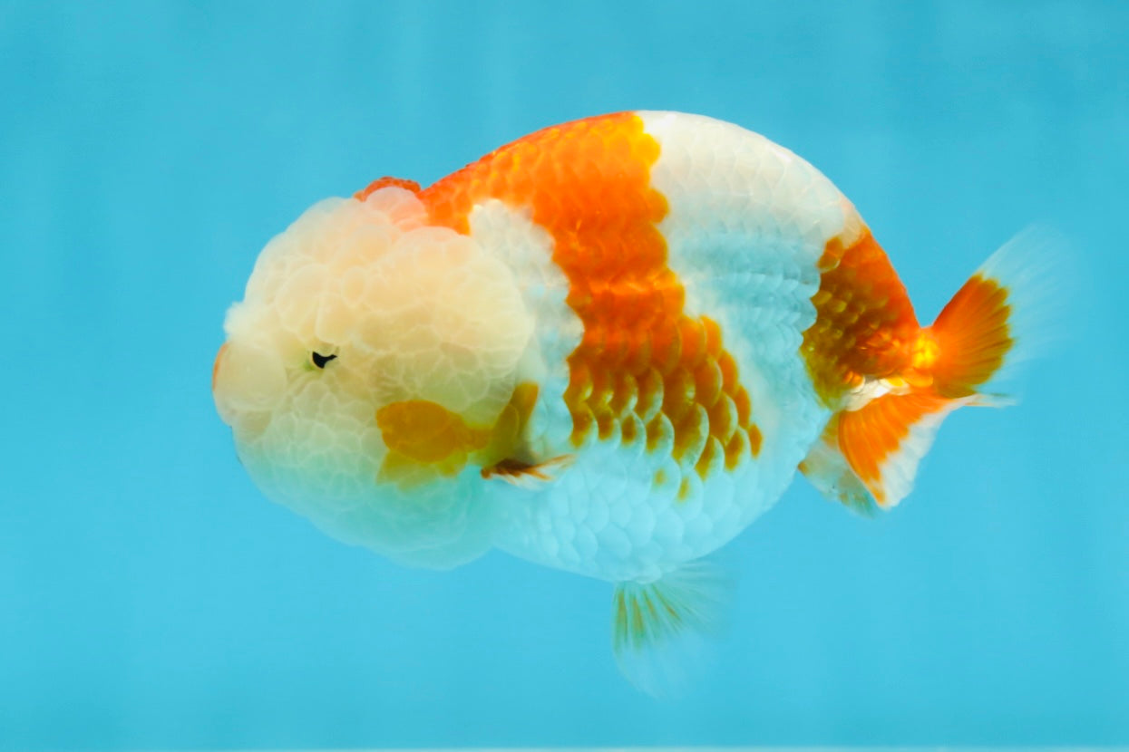 Special A Grade Chonky Kohaku LionQueen 4.5 inches #050225LC_16