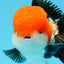 A Grade Tricolor Oranda Male 4.5inches #0920OR_27