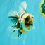 Calico Oranda Male 6.5 inches #082826OR_02
