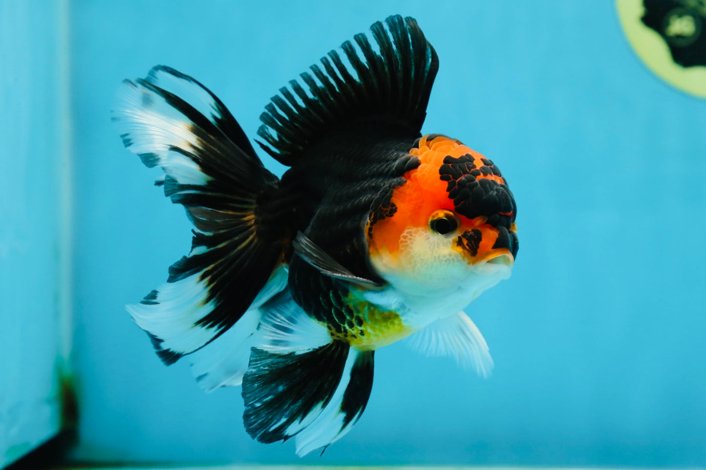 A Grade Young Tricolor Oranda Male 4.5 inches #061325_04
