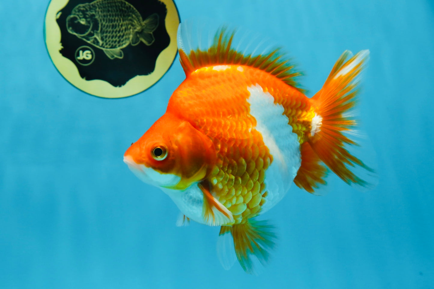 AAA Grade Ryukin Red White Female 5.5 inches #070425RK_02