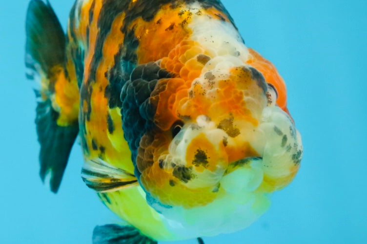 AAA Grade Chinese Calico Ranchu Female 4.5-5 inches #101725RC_17