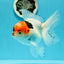 A Grade Tricolor Red Head Snow White Oranda Female 5.5 inches #0531OR_17