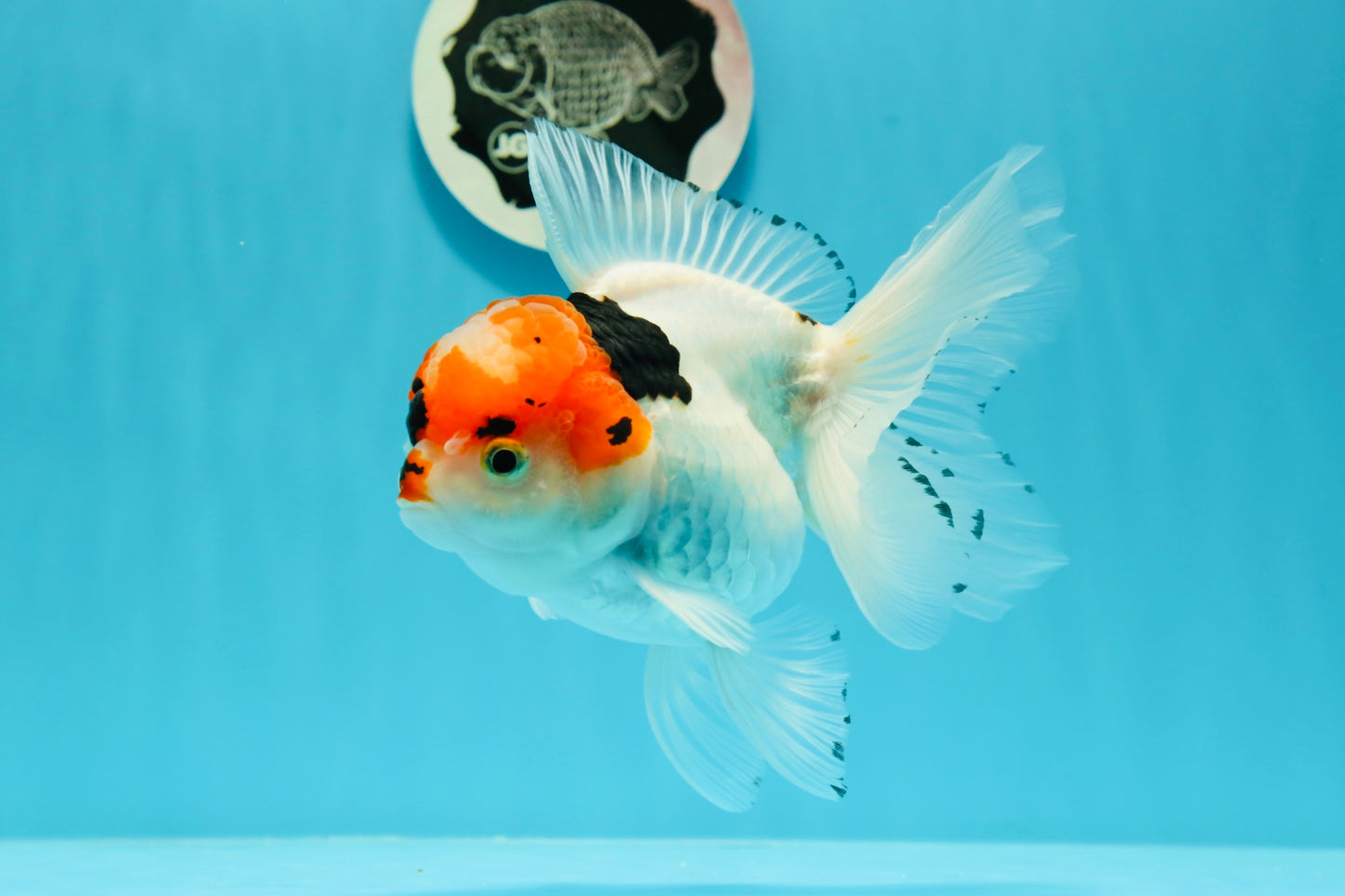 A Grade Tricolor Red Head Snow White Oranda Female 5.5 inches #0531OR_17