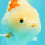 A Grade Red White Yuanbao Female 5-5.5 inches #082126YB_28