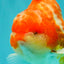 CHONKY AAA Grade Sakura Yuanbao Male 5-5.5 inches #100926YB_04