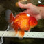A Grade Red Oranda Male 6.5 inches #100926OR_19