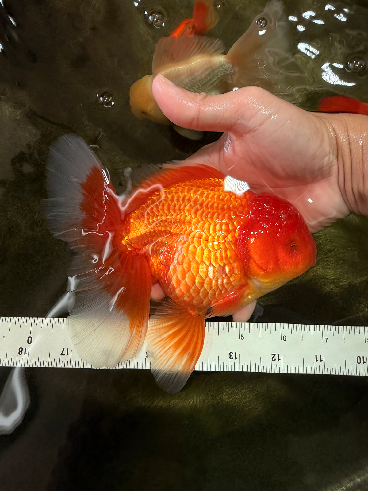 A Grade Red Oranda Male 6.5 inches #100926OR_19
