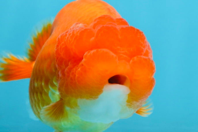 AAA Grade Young Red White LionQueen 4 inches #101025LC_04