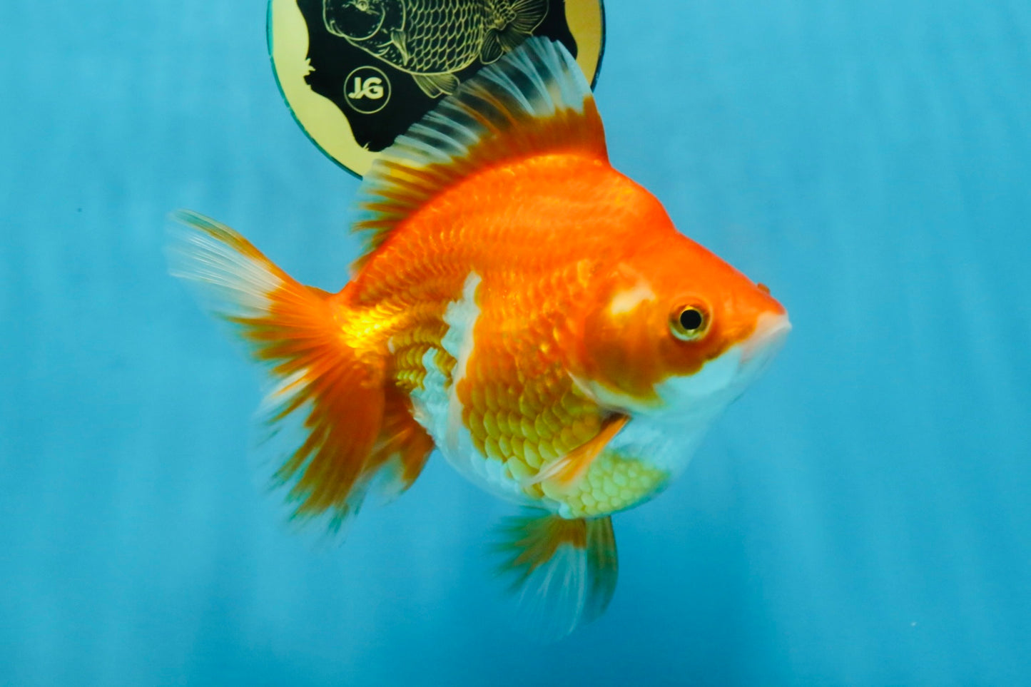 A Grade Red White Ryukin Female 5.5 inches #111425RK_05