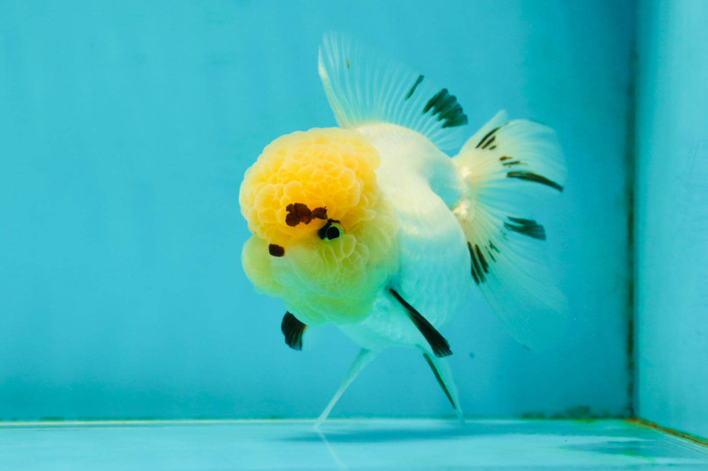 A Grade Grumpy Lemonhead Panda Oranda Female 5 inches #111524OR_13