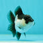 Panda Oranda Female 3.5-4 inches #110124OR_06