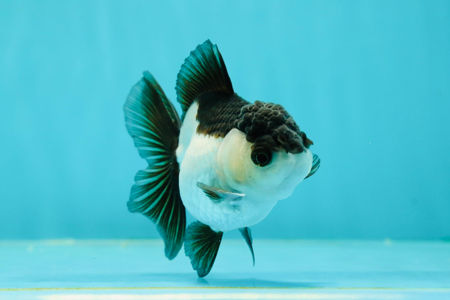 Panda Oranda Female 3.5-4 inches #110124OR_06