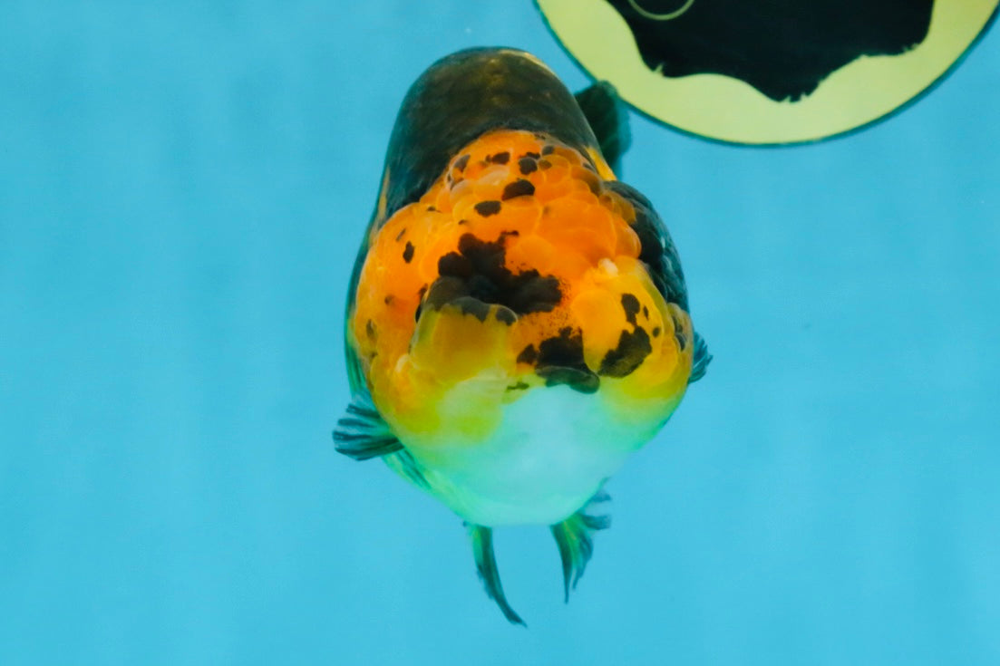 A Grade Chinese Apache Ranchu 4.5-5 inches #110725RC_12