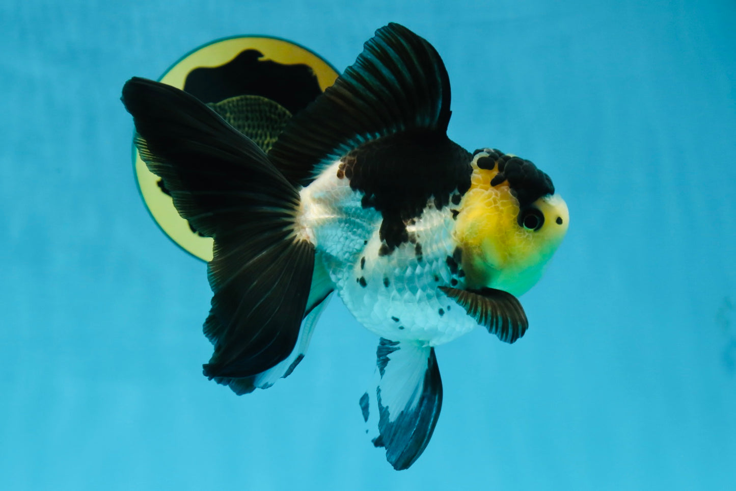 Panda Oranda Female 5-5.5 inches #080825OR_11