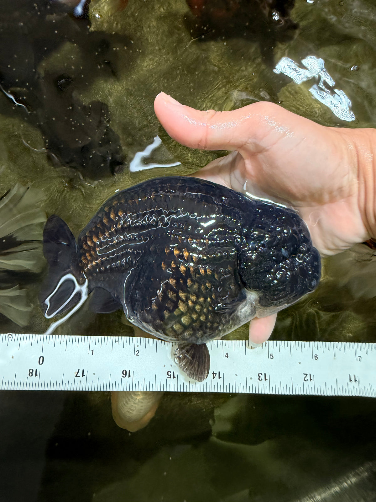 CHUBBY A Grade Black LionQueen 6 inches #101626LC_22