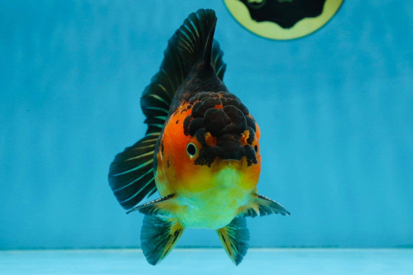 A Grade SUPER CUTE Apache Yuanbao Male 5 inches #091925YB_17