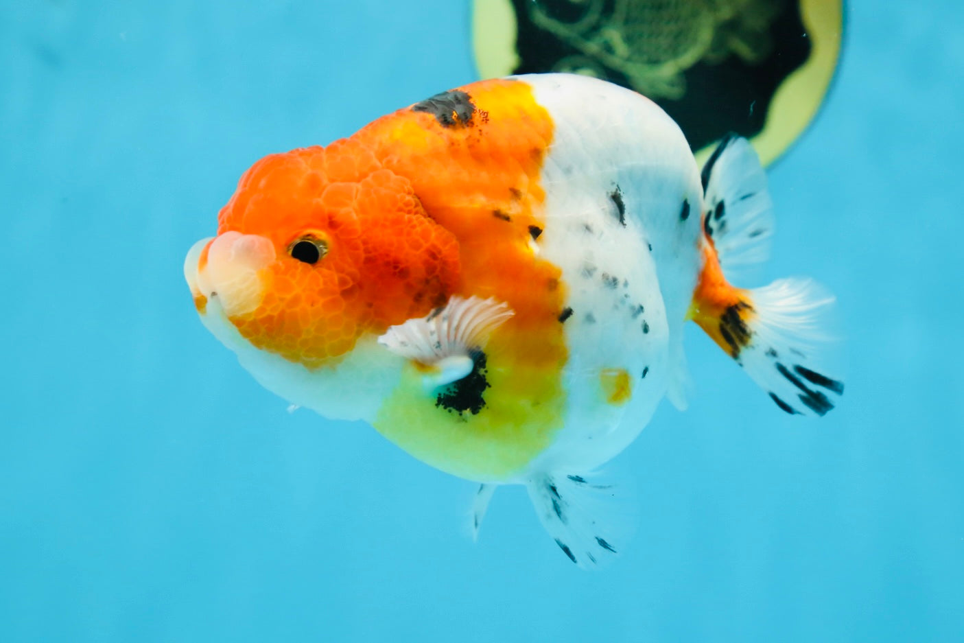 A Grade Freckled Chubby Calico LionKing 4.5 inches #062025LC_07