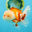 OLAF A Grade Red White Oranda Male 6 inches #040326OR_14