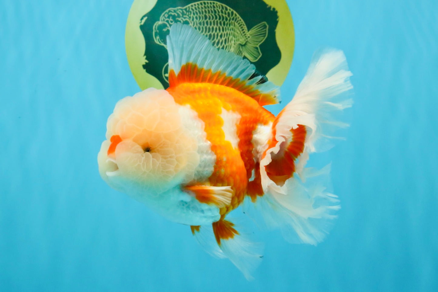 OLAF A Grade Red White Oranda Male 6 inches #040326OR_14