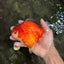 CHONKY AAA Grade Red White Yuanbao Female 5-5.5 inches #080726YB_23