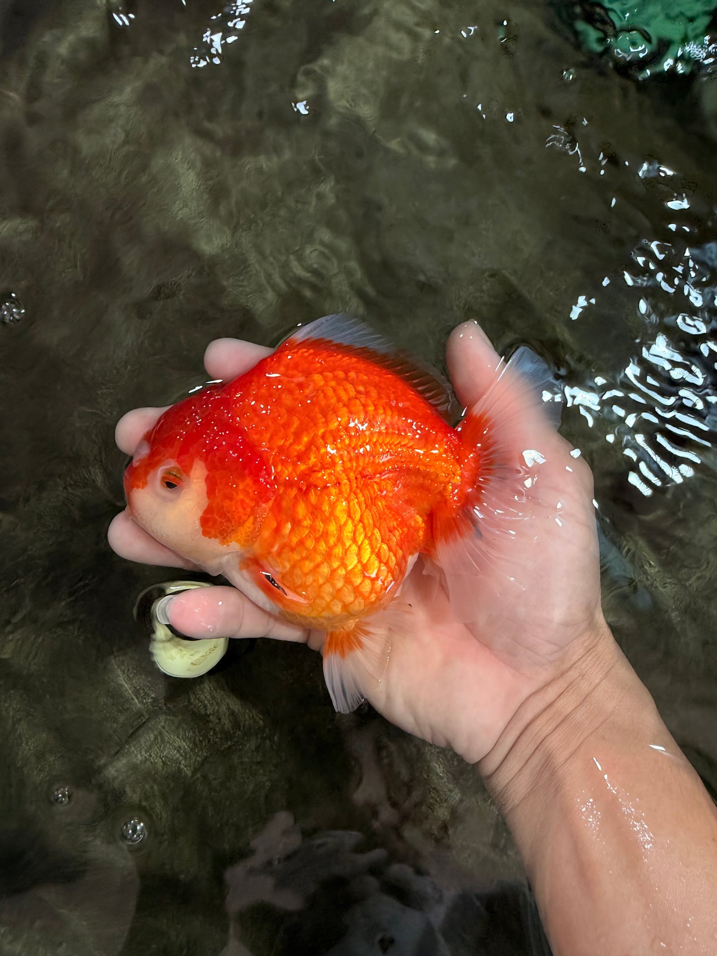 CHONKY AAA Grade Red White Yuanbao Female 5-5.5 inches #080726YB_23