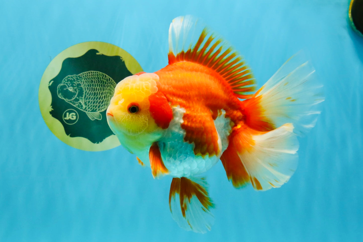 GIANT AAA Grade Red White Oranda Male 7 inches #041026OR_01