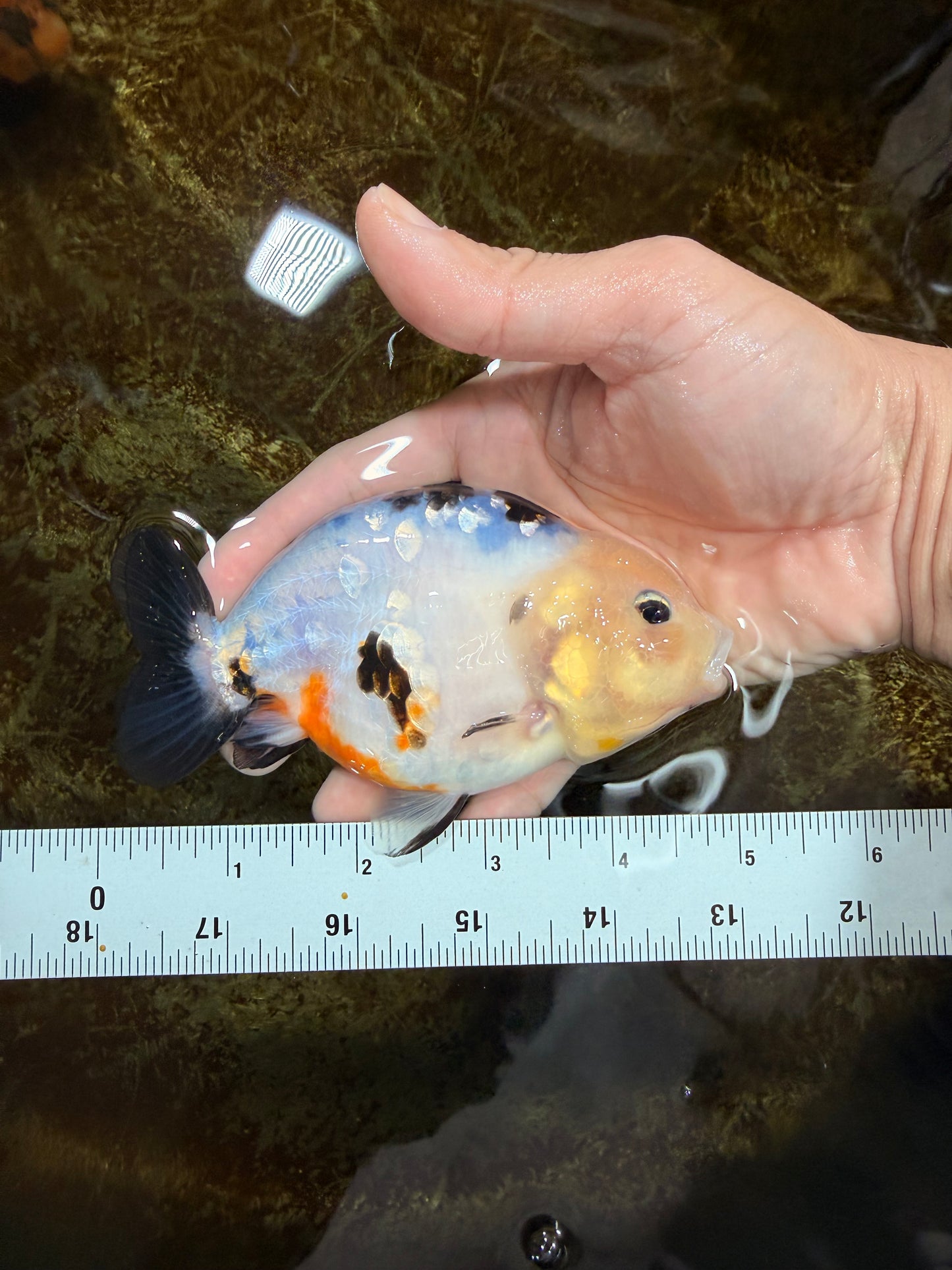 A Grade Calico Chinese Ranchu Female 4.5-5 inches #112125RC_16