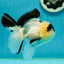 AAA Grade Panda Oranda Male 4.5 inches #112224OR_09