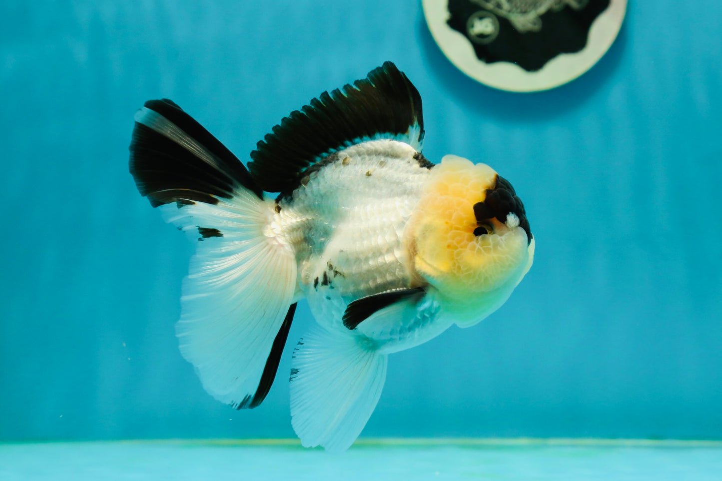 AAA Grade Panda Oranda Male 4.5 inches #112224OR_09