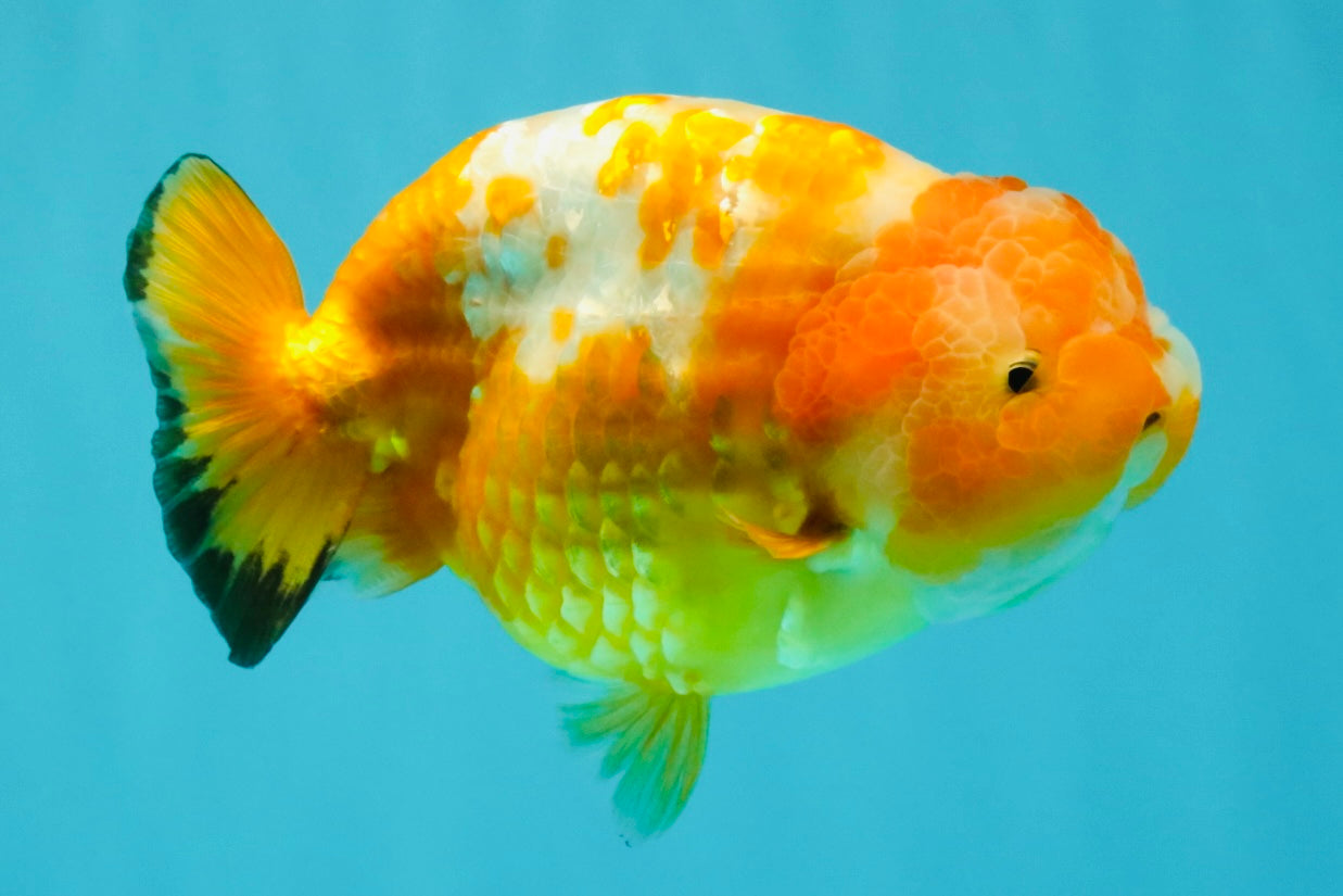 Chinese Sakura Ranchu Female 5-5.5 inches #031326RC_12