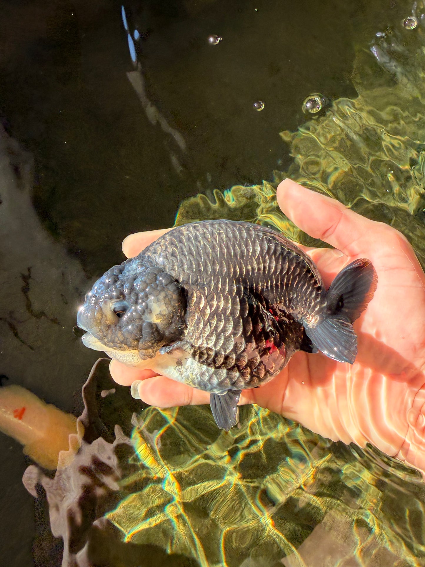 A Grade Blue Chinese Ranchu Female 5 inches #022726RC_22