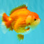 AAA Grade Red White Yuanbao Female 5-5.5 inches #061926YB_30