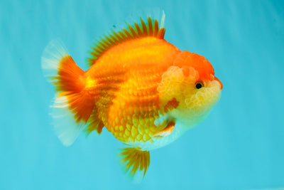 AAA Grade Red White Yuanbao Female 5-5.5 inches #061926YB_30