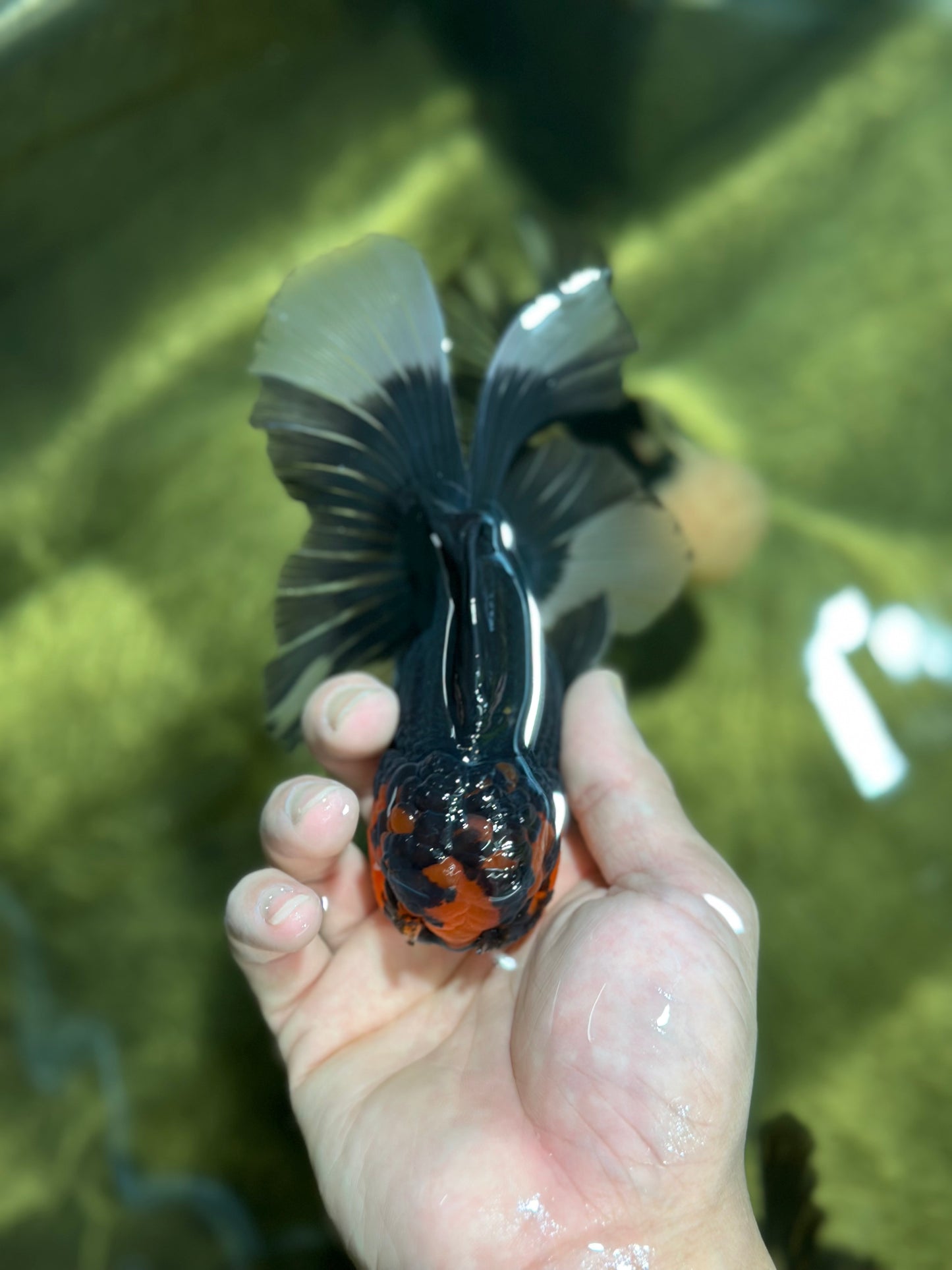 A Grade Tricolor Lava Head Oranda Male 5.5 inches #120624OR_04