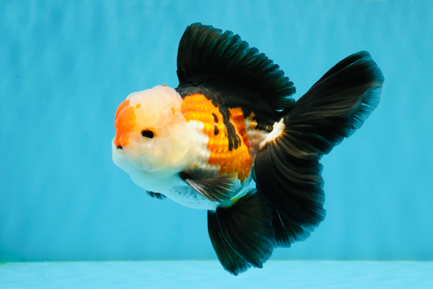 A Grade Tricolor Oranda Male 5-5.5  inches #032726OR_12