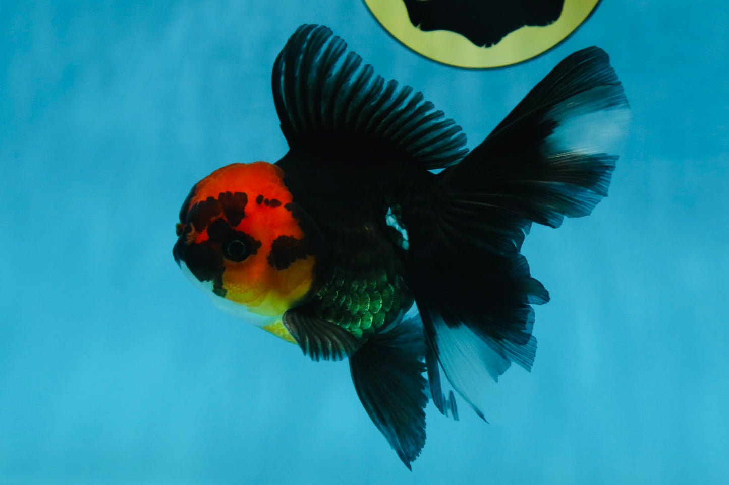 LAVA A Grade Tricolor Oranda Male 5 inches #082225OR_22