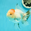 AAA Grade Pom-Poms Tricolor Oranda Male 5 inches #102524OR_08