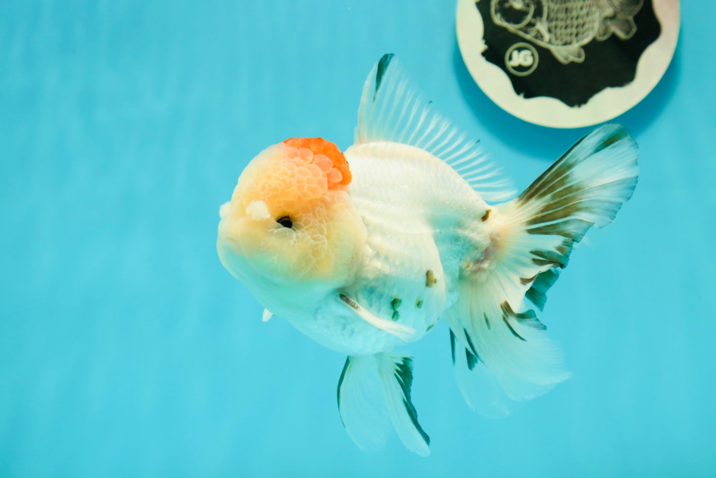 AAA Grade Pom-Poms Tricolor Oranda Male 5 inches #102524OR_08