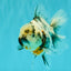 Kirin Oranda Female 6 inches #071726OR_19