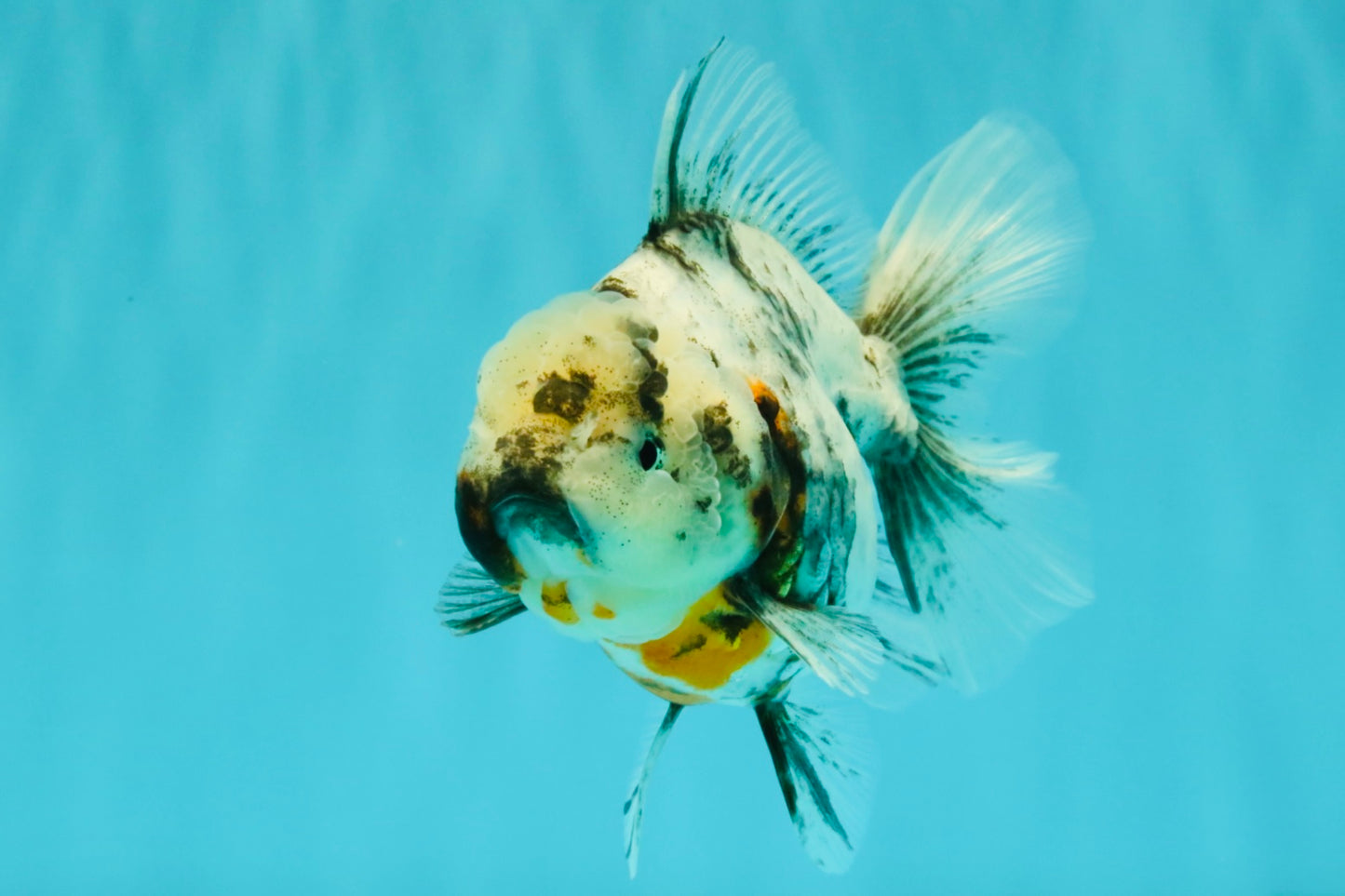 Kirin Oranda Female 6 inches #071726OR_19