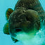 AAA Grade Black Blue Ranchu Female 6 inches #102326RC_01