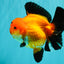 AAA Grade Apache Oranda Female 5.5-6 inches #071026OR_25